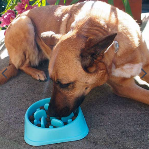 SLOWBOWL™ — Gamelle anti-glouton pour chiens