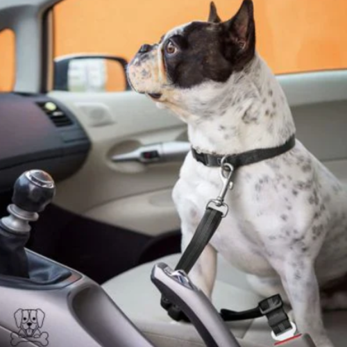 Ceinture de sécurité pour chiens et chats pour voiture